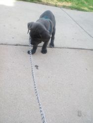 Cane Corso (Partially Blind) 9 weeks old