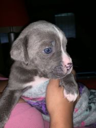 4 week old Cane Corso puppies for sale