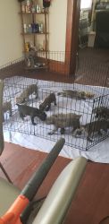 Cane corso puppies for sale