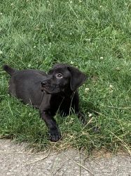 Black Brindle Italian Mastiff/Cane Corso