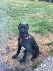 4 month old Italian Cane Corso