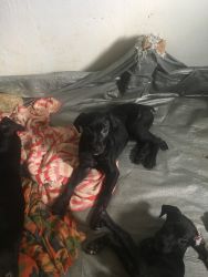 Cane corso pups looking for a loving home