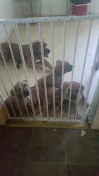 Formentino Cane Corso puppies I only have two left
