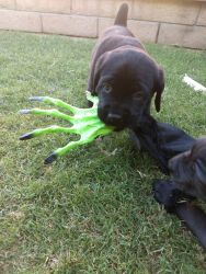 Purebred Cane Corso 7 WEEK old PUPPY
