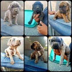 Cane Corso Puppies Available!