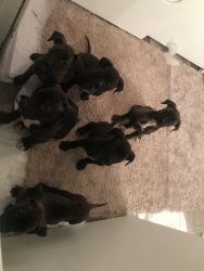 Pit/Corso Puppies for Sale!