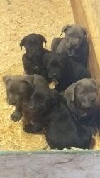 Cane Corso Pups For Sale
