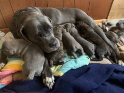 100% Cane Corso puppies for sale!