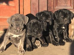 AKC Cane Corso Puppies For Sale