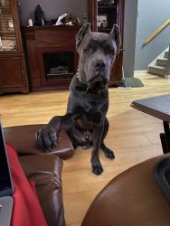 8 Month Old Male Cane Corso