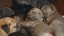 11 Cane Corso puppies for sale