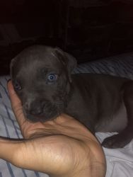 1 Month Old Puppy For Sale!