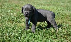 Cane corso Italiano puppies available for rehoming