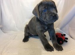 Male and female Cane corso puppies