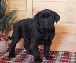 M/F Cane Corso puppies iccf certified