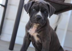 Well trained Cane corso pups