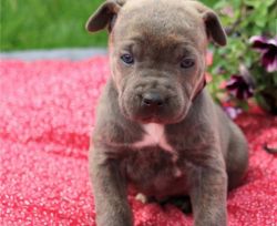Cane Corso puppies for good homes
