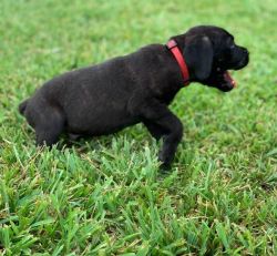 Well trained Cane corso puppies