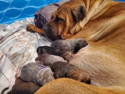 Cane Corso puppies are 1 week old today!
