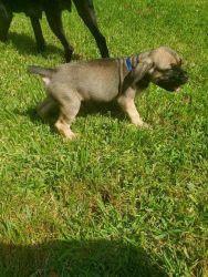 Puppies for sell cane corso with papers