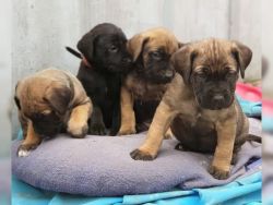 Stunning Litter of Traditional Pedigree Cane Corso Puppies Available
