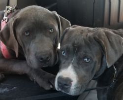 Bully-Corso for Sale 3 Females.
