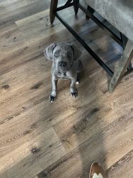 A great addition to your home. Meet Blu, an 18 month BluE Cane Corso