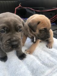 Italian Cane Corsos puppies