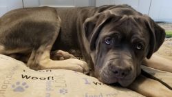 Registered Cane Corso Puppy ICCF
