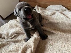 Cane Corso blue girl Puppy for rehoming