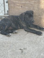 Cane corso puppies Available late April