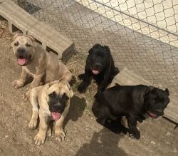 Cane Corso Puppies for Ssle