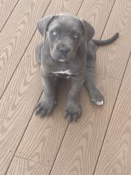 8 week old full bred Cane Corso’s with papers