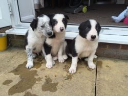 Border Collie puppies Available