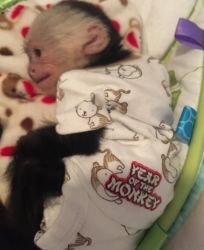 Awesome Capuchin Mokey ready 4 re-homing
