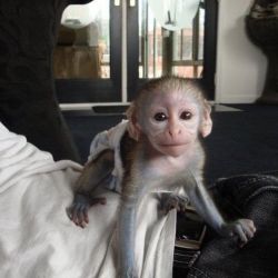 Capuchin Pet Monkeys Available For Sale