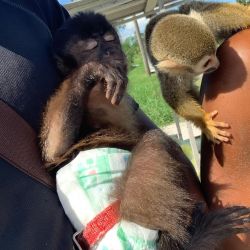Capuchins monkeys for sale