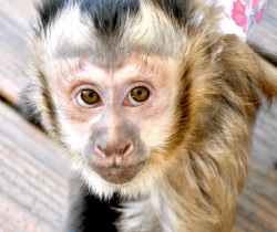 Capuchin baby monkey +xxxxxxxxxxx