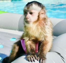 Home raised Capuchin monkey