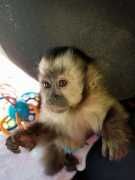 Adorable Capuchin Monkey to adopt
