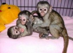 Well trained and healthy Capuchin monkey for sale.