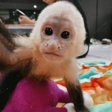 Capuchin monkey is looking for a new family