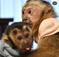 playful Capuchin Monkeys for adoption.