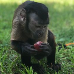 Capuchin monkeys for new home