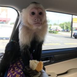 re-home a baby Capuchin monkey now