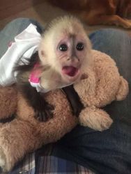 Capuchin monkey bottle and diapered trained