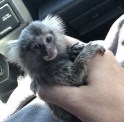 White ear marmoset for sale