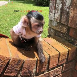 capuchin monkeys available for adoption