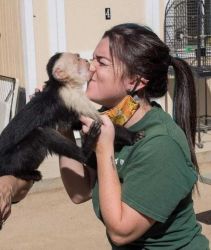 young babies Capuchin Monkeys 4 sale