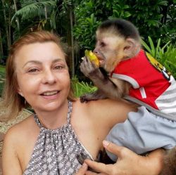 Fantastic and vet checked and cute young babies Capuchin Monkeys 4 sal